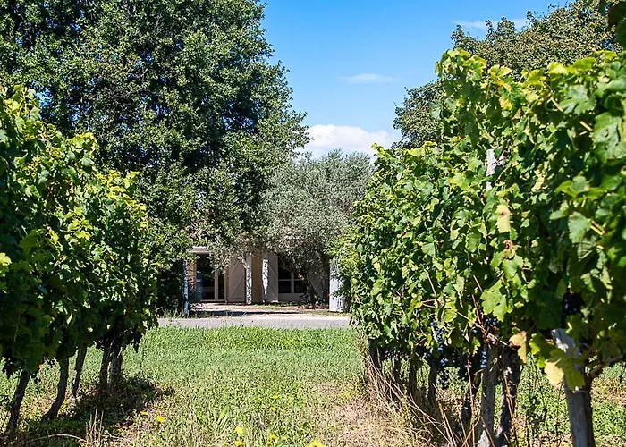 Au Detour Des Vignes